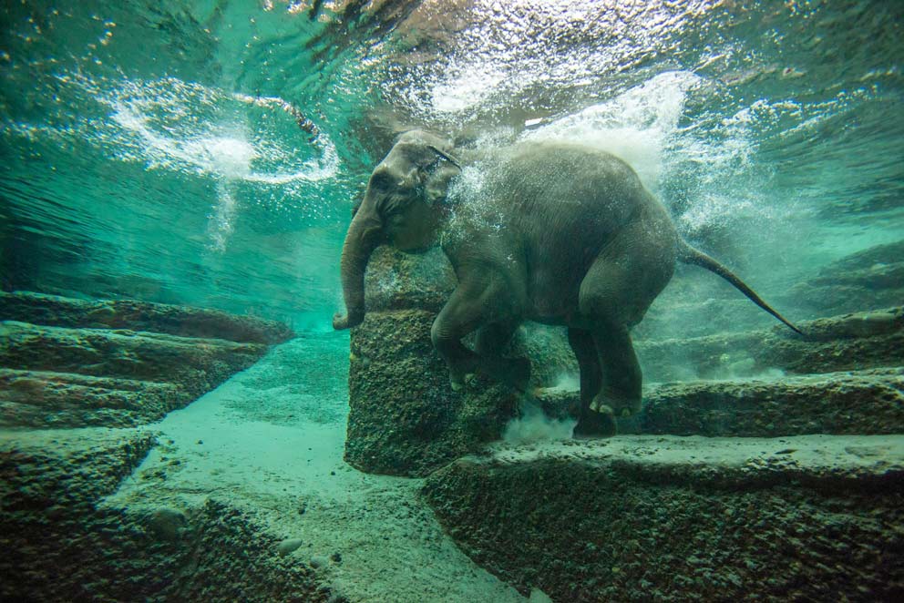 Elefant beim Schwimmen im Zoo Zürich